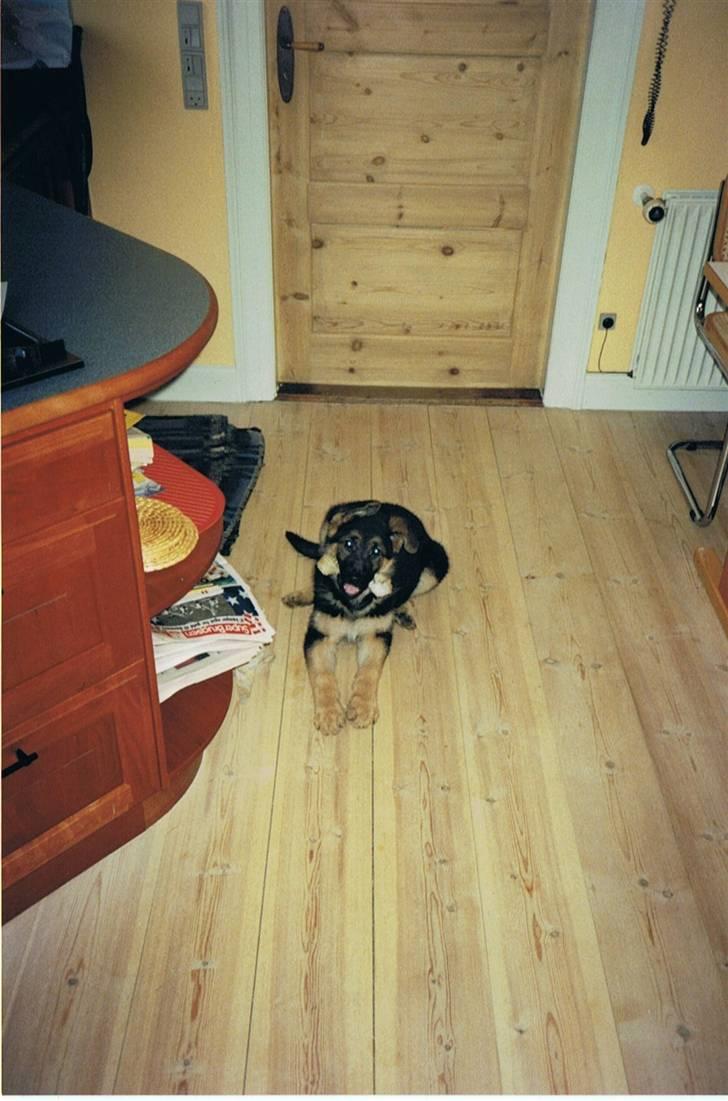 Schæferhund Sascha Aflivet :,( R.I.P billede 6