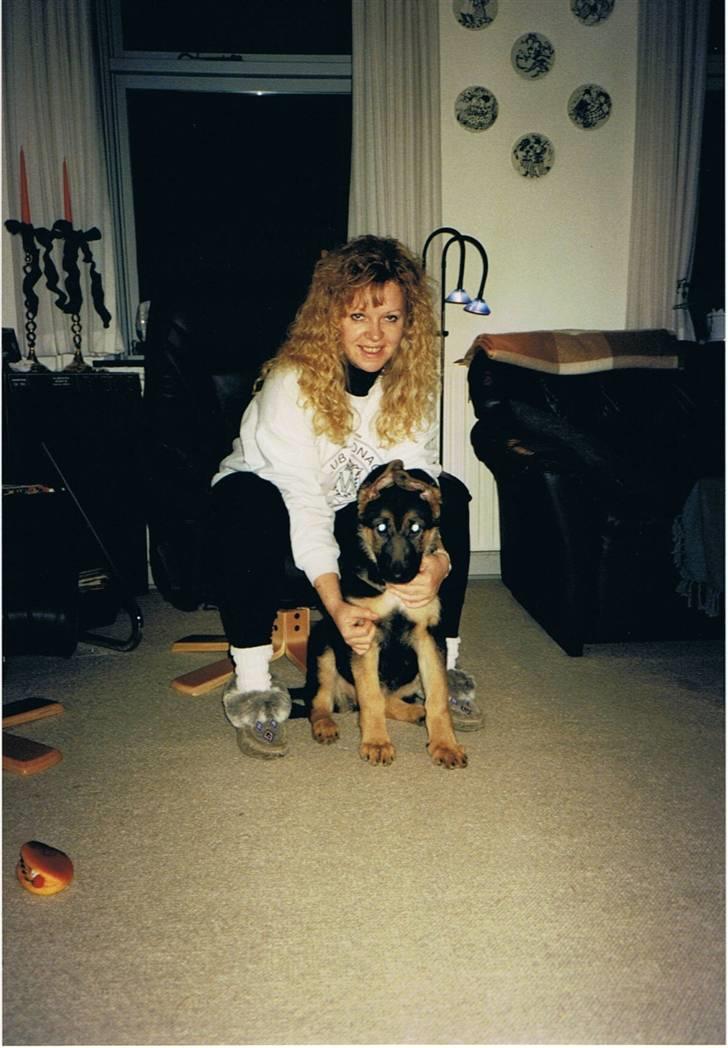 Schæferhund Sascha Aflivet :,( R.I.P billede 7