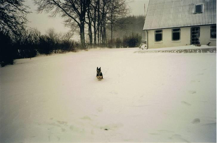 Schæferhund Sascha Aflivet :,( R.I.P billede 8