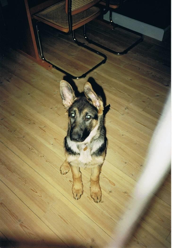 Schæferhund Sascha Aflivet :,( R.I.P billede 9