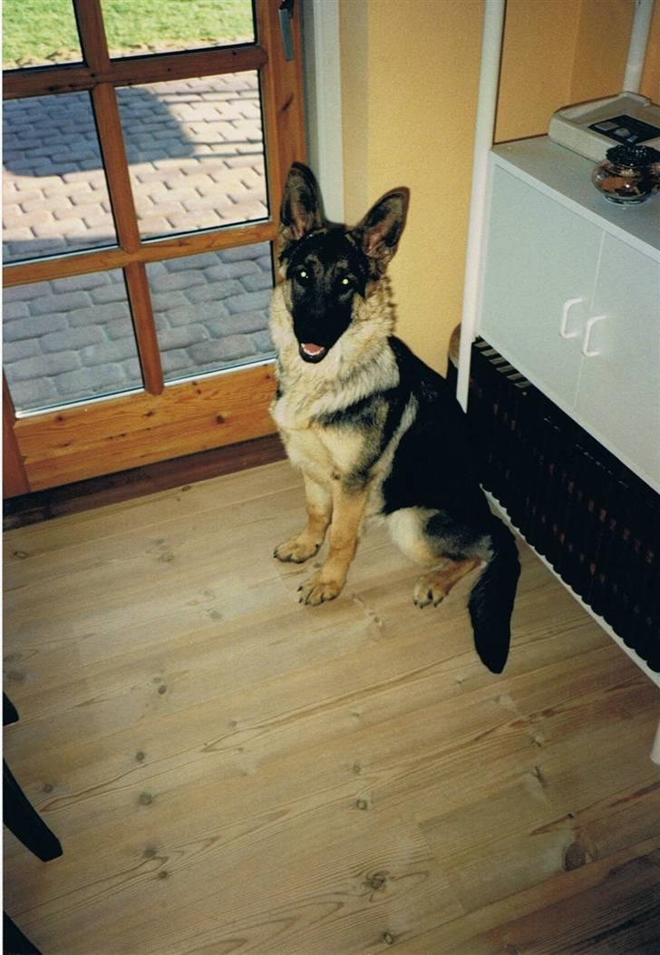 Schæferhund Sascha Aflivet :,( R.I.P billede 10