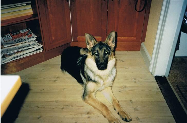 Schæferhund Sascha Aflivet :,( R.I.P billede 11