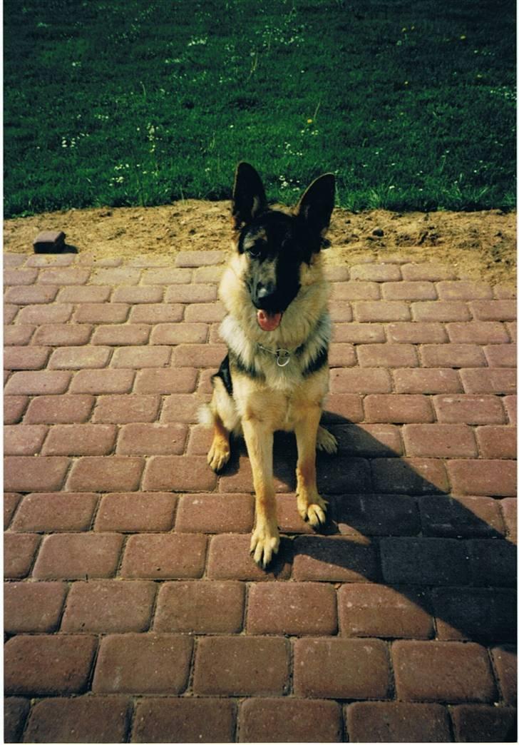 Schæferhund Sascha Aflivet :,( R.I.P billede 12