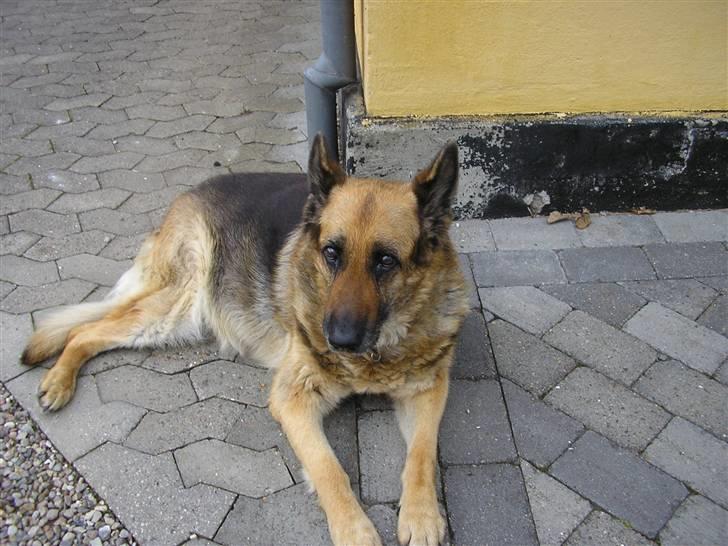 Schæferhund Sascha Aflivet :,( R.I.P billede 13