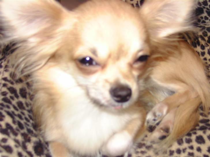 Chihuahua lille my  - du er min ener <3 hyggetrold.. billede 9