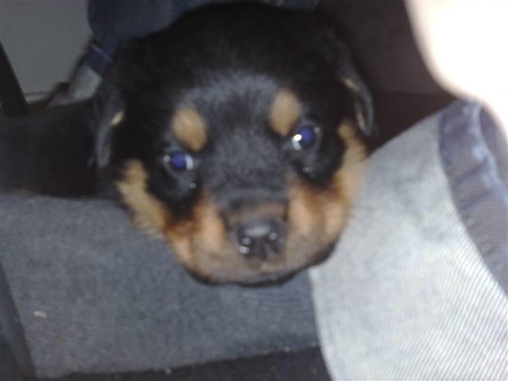 Rottweiler Tess billede 1