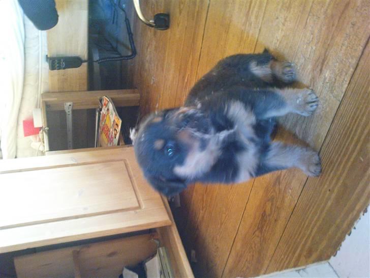 Rottweiler Tess billede 3