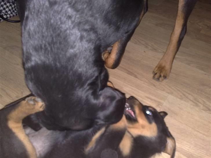 Rottweiler Tess billede 4
