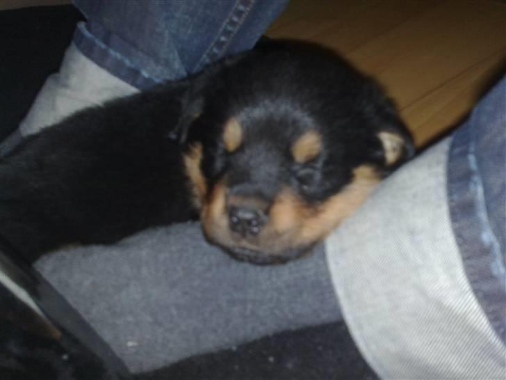 Rottweiler Tess billede 5