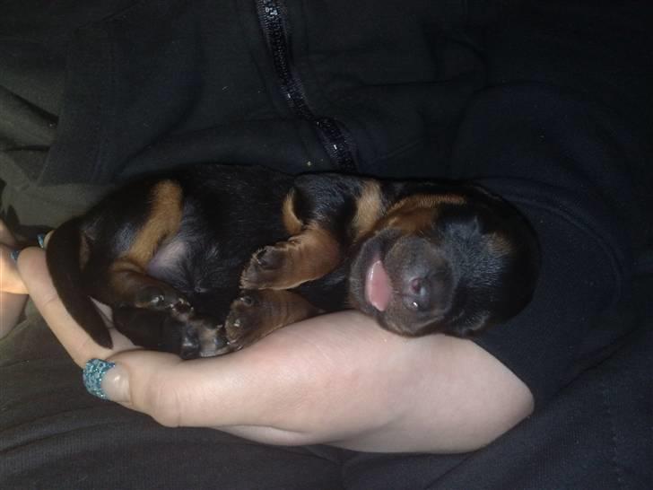 Rottweiler Tess billede 6