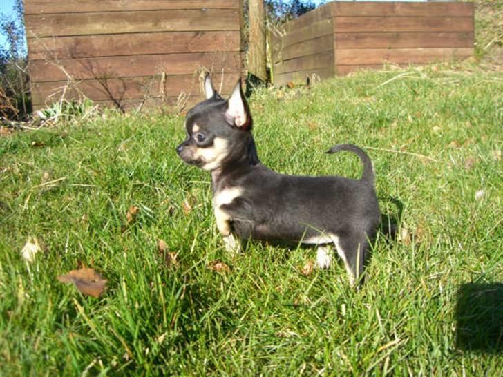 Chihuahua Bonni - Lille fine Bonni 9 uger. Hvor er dog verden stor. billede 1