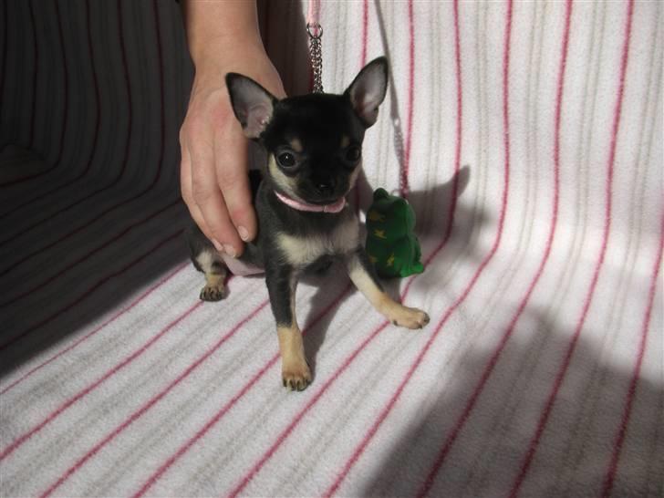 Chihuahua Bonni - Nu 10 uger billede 2