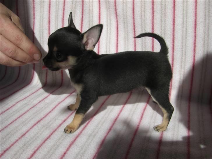 Chihuahua Bonni - Hvad skal jeg? Jeg kysser bara mormor billede 3