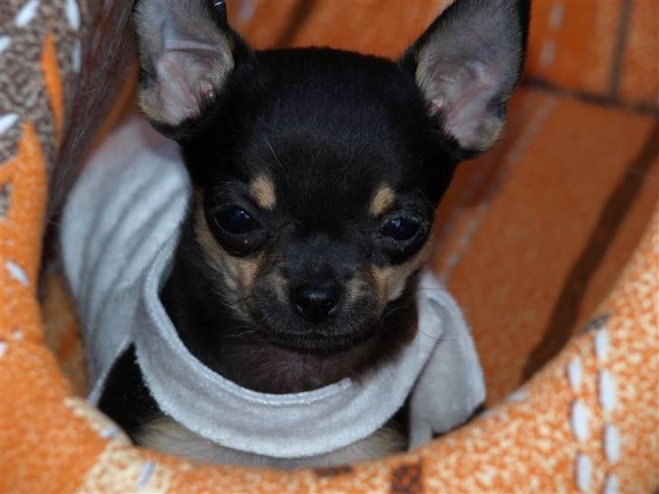 Chihuahua Bonni - Bonni 3 mån i dag. Med fleestæppe på. billede 4