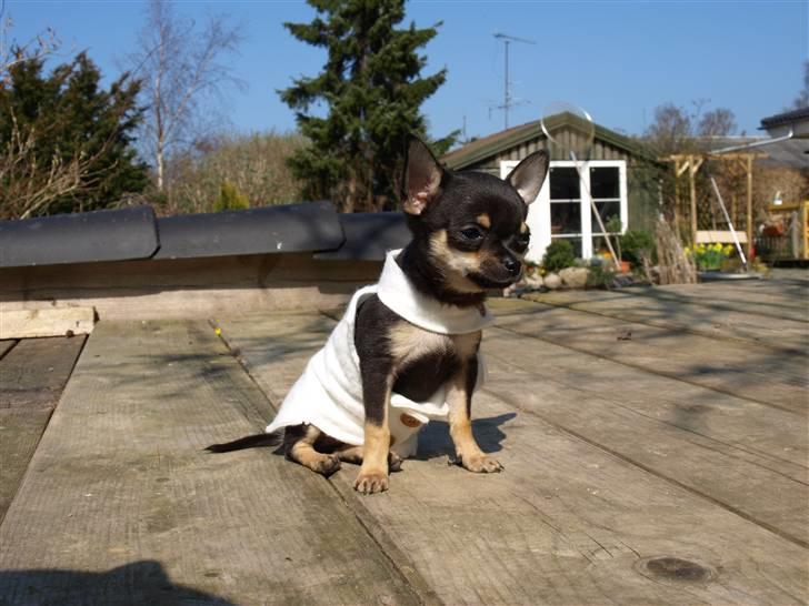 Chihuahua Bonni - Nu er jeg supervovse på 3 mån. billede 5