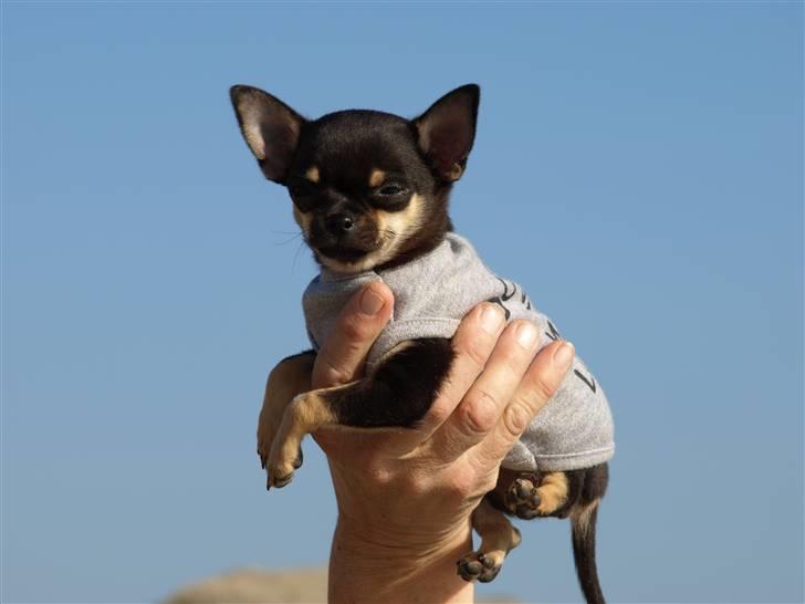Chihuahua Bonni - Højt op i himlen blå. Lufteskræk, nej ikke mig..... billede 6