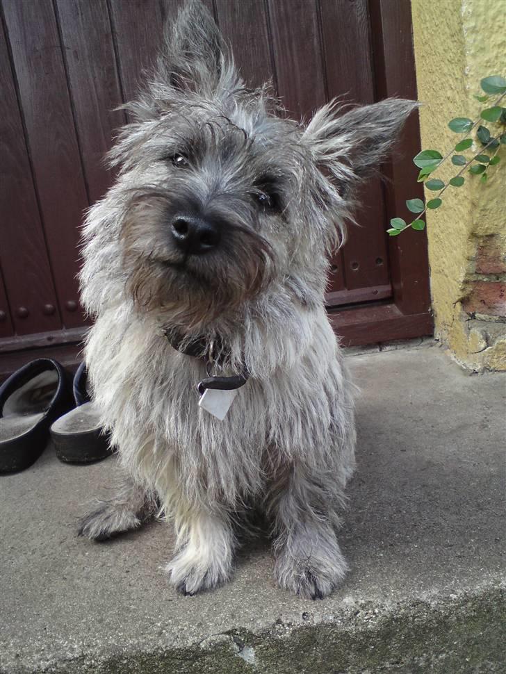 Cairn terrier Fister billede 1
