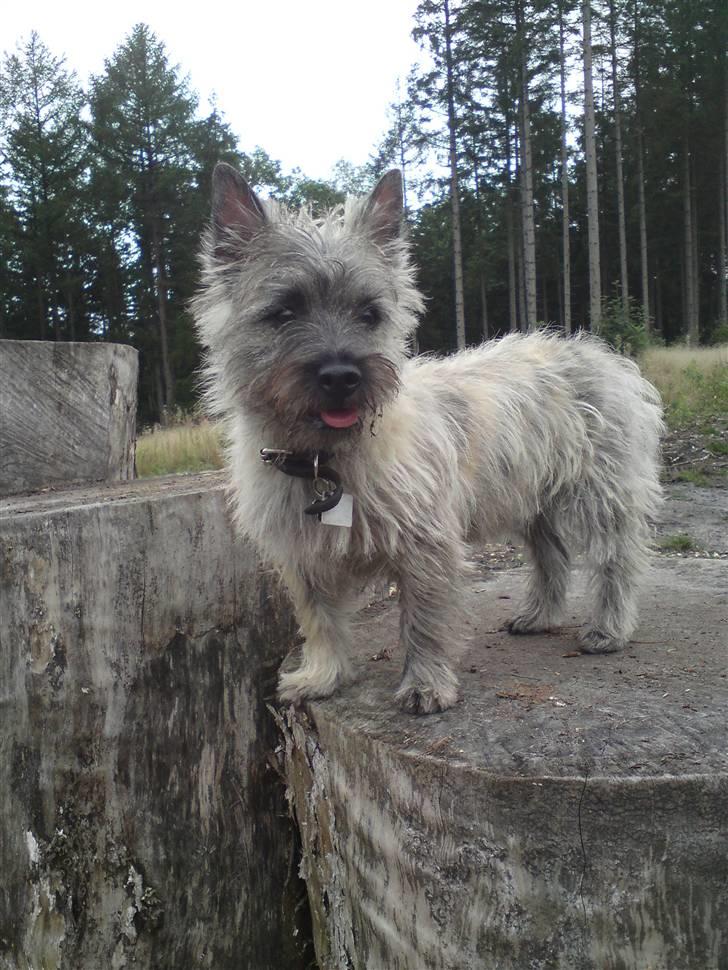 Cairn terrier Fister billede 3