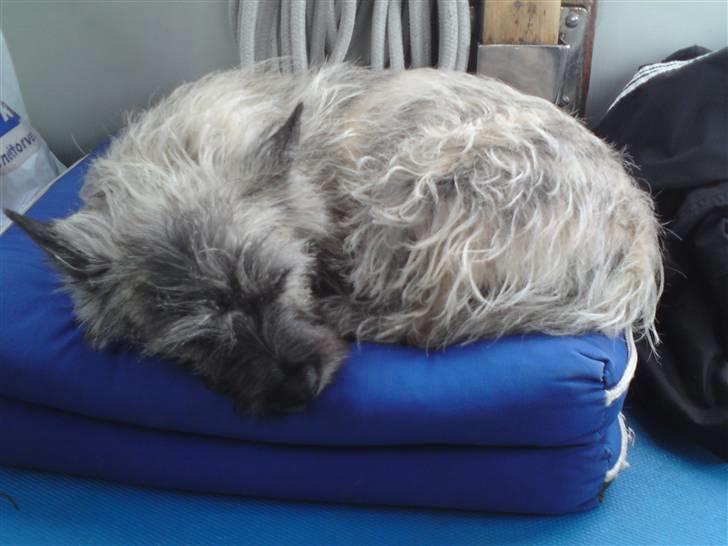 Cairn terrier Fister billede 4