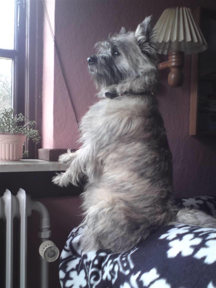 Cairn terrier Fister billede 5