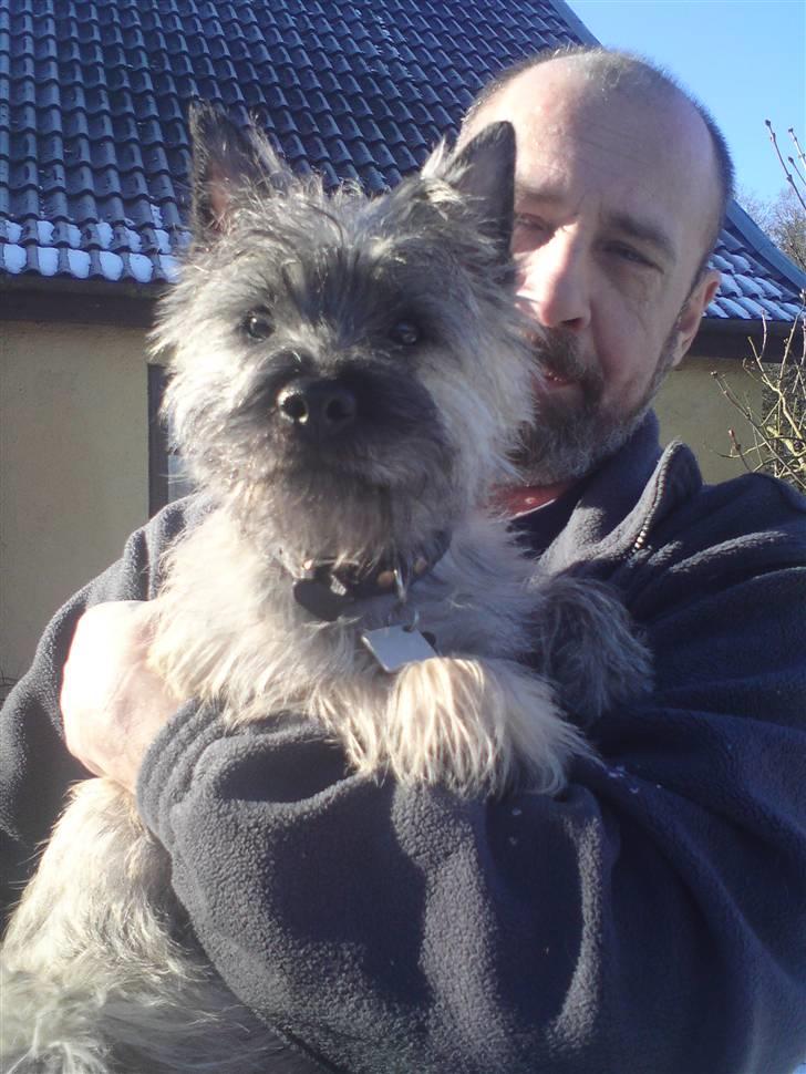 Cairn terrier Fister billede 6