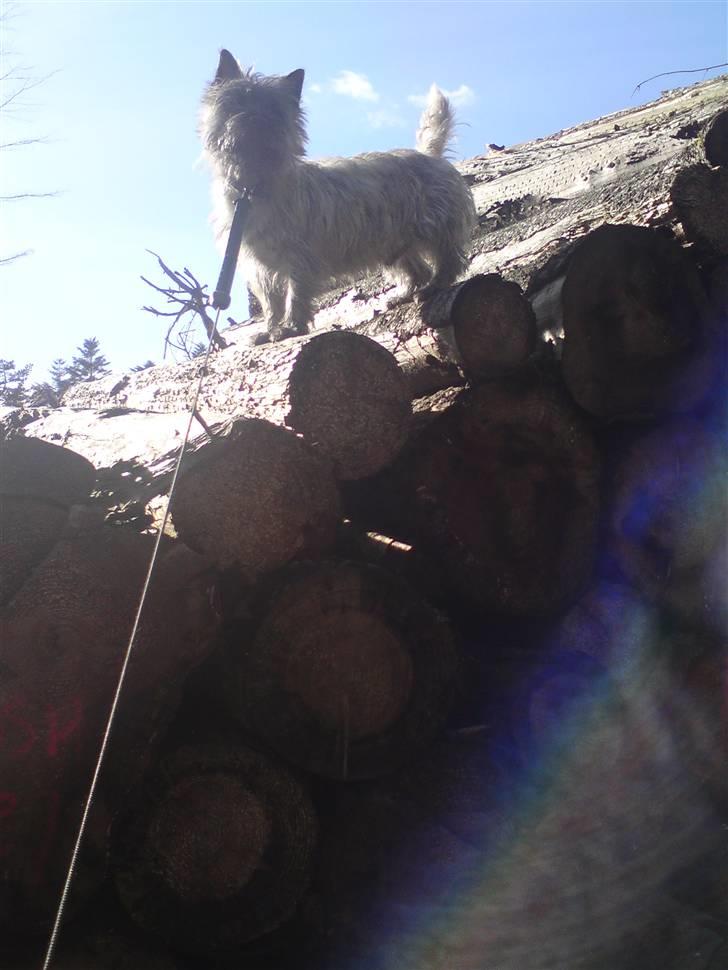 Cairn terrier Fister billede 7