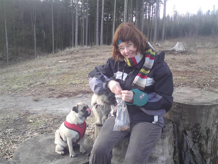 Cairn terrier Fister billede 8