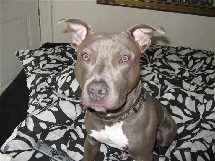 Amerikansk staffordshire terrier Kenzoo billede 1