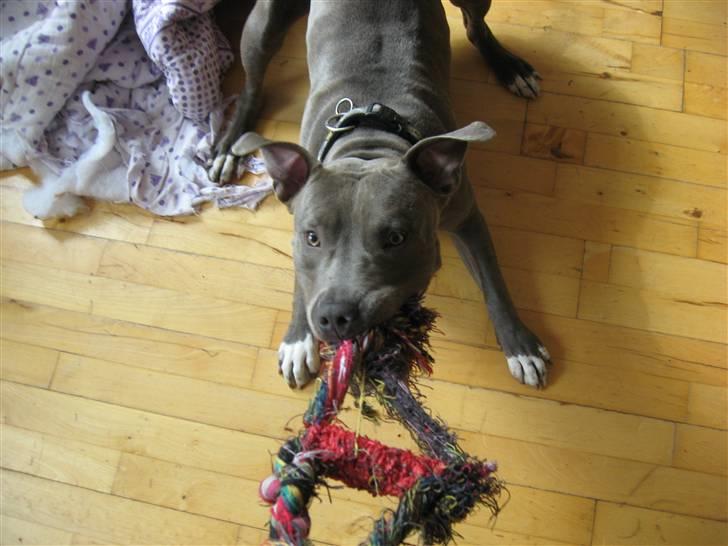 Amerikansk staffordshire terrier Kenzoo billede 2