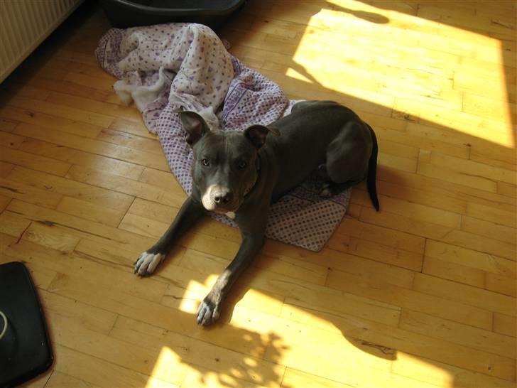 Amerikansk staffordshire terrier Kenzoo billede 3