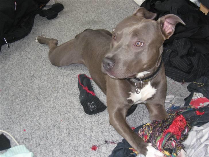 Amerikansk staffordshire terrier Kenzoo billede 4