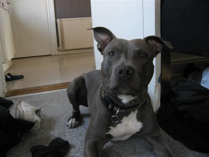 Amerikansk staffordshire terrier Kenzoo billede 5