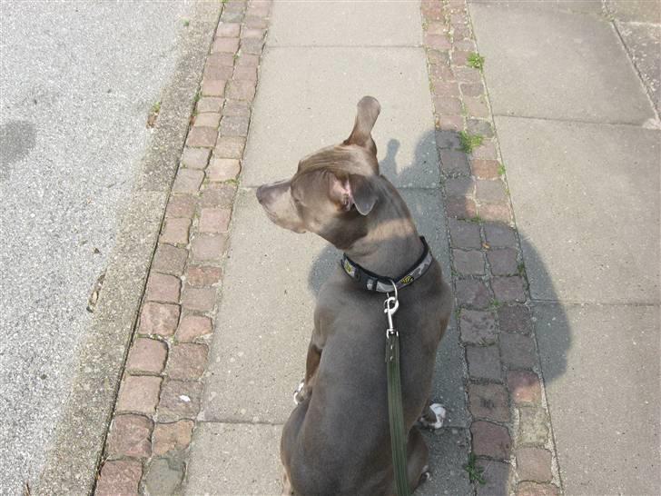 Amerikansk staffordshire terrier Kenzoo billede 6