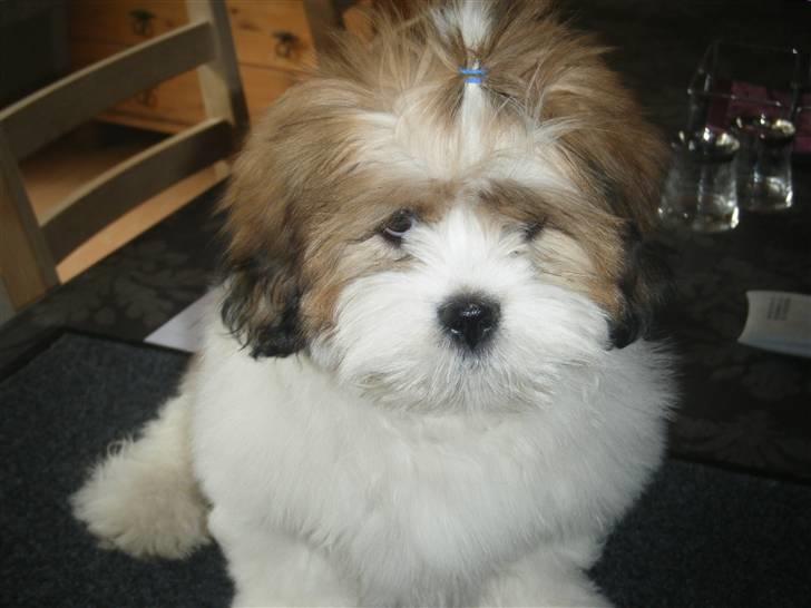 Lhasa apso  Fabricius´Malle - Lille Malle er lige blevet børstet. Han er bare så dygtig  billede 1