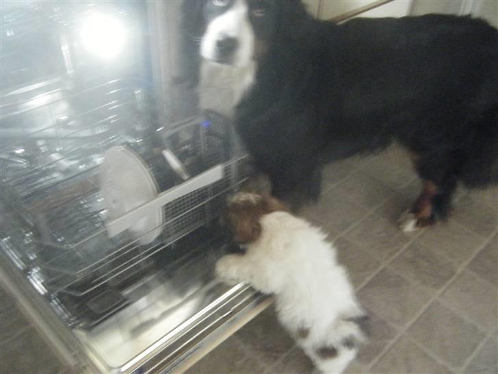 Lhasa apso  Fabricius´Malle - Der dufter godt i opvaskemaskinen billede 2