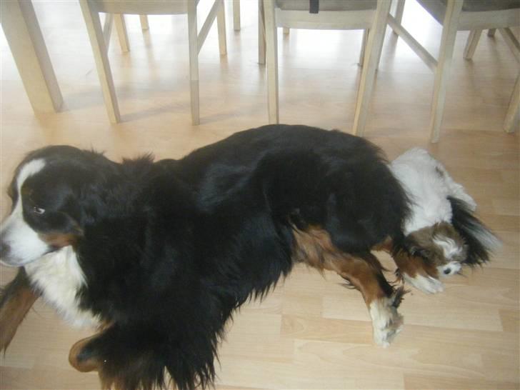 Lhasa apso  Fabricius´Malle - Dejligt at ligge på "storesøsters/adoptivmors hale billede 3