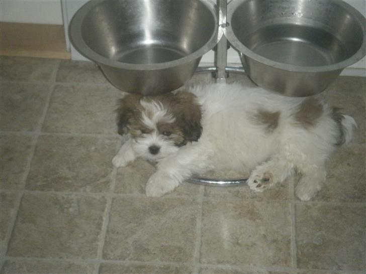 Lhasa apso  Fabricius´Malle - Malle passer på Tennas skål billede 4