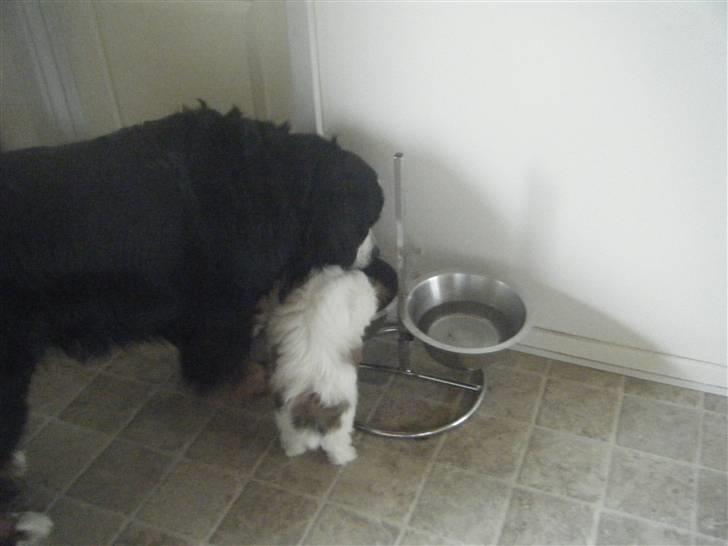 Lhasa apso  Fabricius´Malle - Malle skal lige se om han kan nå at stæle noget af Tenna foder billede 5