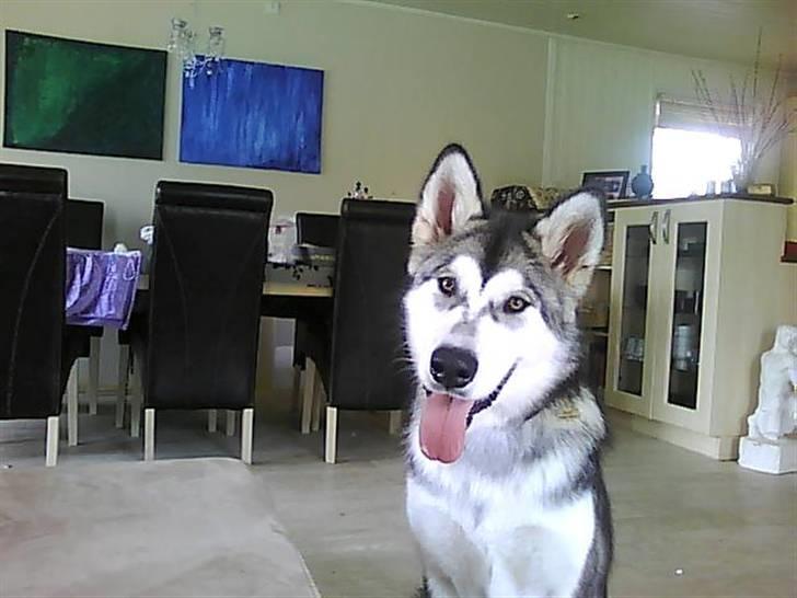 Alaskan malamute SASKE <3 R.I.P babydreng  - Er jeg ikke søøøød ? ;P billede 1