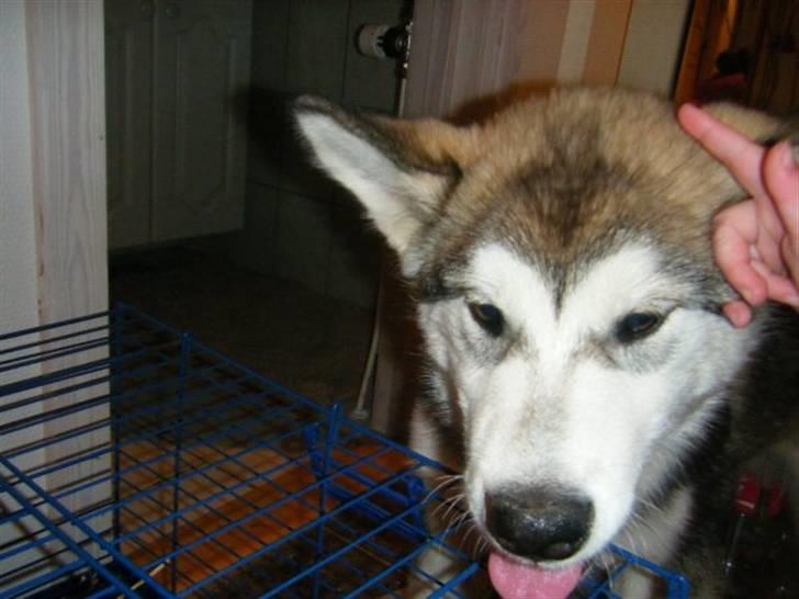 Alaskan malamute SASKE <3 R.I.P babydreng  billede 2