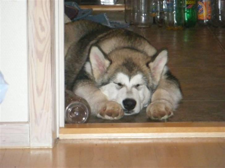 Alaskan malamute SASKE <3 R.I.P babydreng  - Kameraet ligger 7 ekstra kg på ;) billede 3
