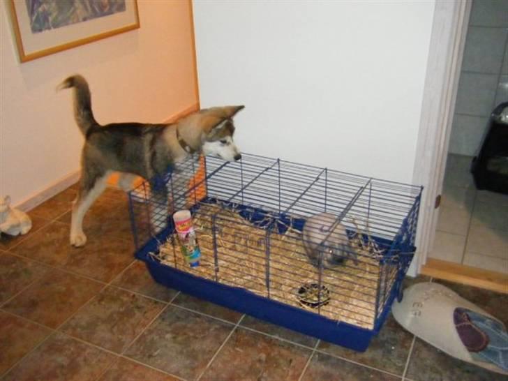 Alaskan malamute SASKE <3 R.I.P babydreng  - Uha sådan en spændende lille kanin... billede 4