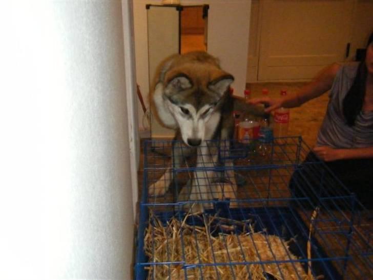 Alaskan malamute SASKE <3 R.I.P babydreng  - Vil jo så gerne lege lidt med den lille pelssag billede 5