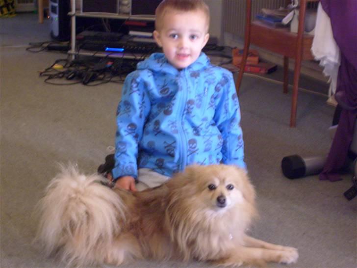 Pomeranian chico - Her sider min storesøsster´s dreng ved chico billede 3
