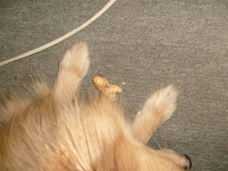 Pomeranian chico - chico har lige spist sin jordnod billede 6