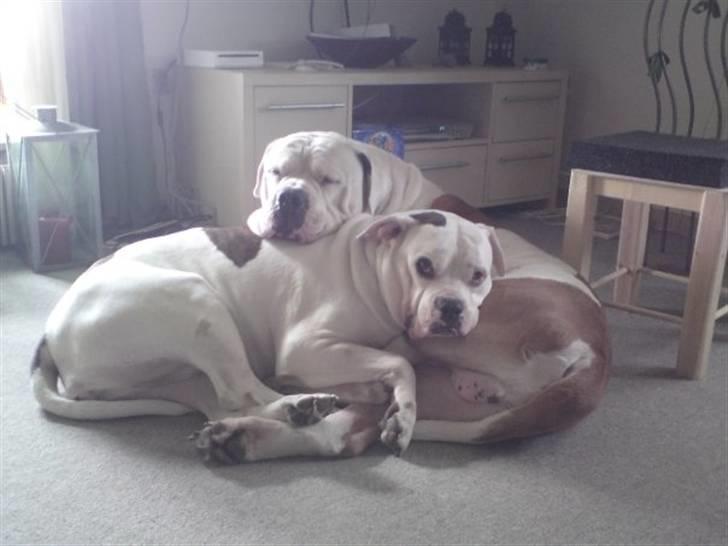 Amerikansk bulldog Kronjuul's Alexis (himmelhund(e)) - Sådan ligger Baby og Bob altid og putter. billede 1