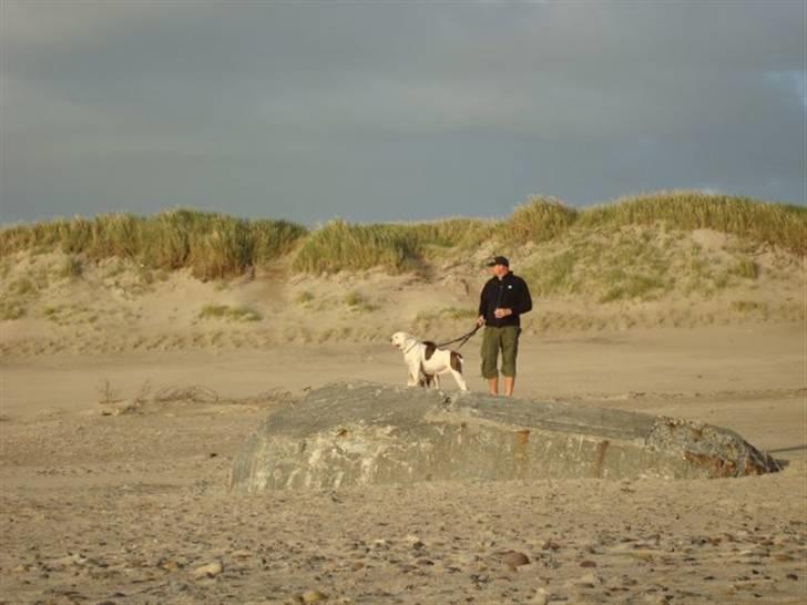 Amerikansk bulldog Kronjuul's Alexis (himmelhund(e)) - På stranden med far. billede 2