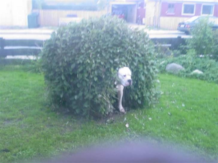 Amerikansk bulldog Kronjuul's Alexis (himmelhund(e)) - Bob leger gemmeleg i haven. billede 3