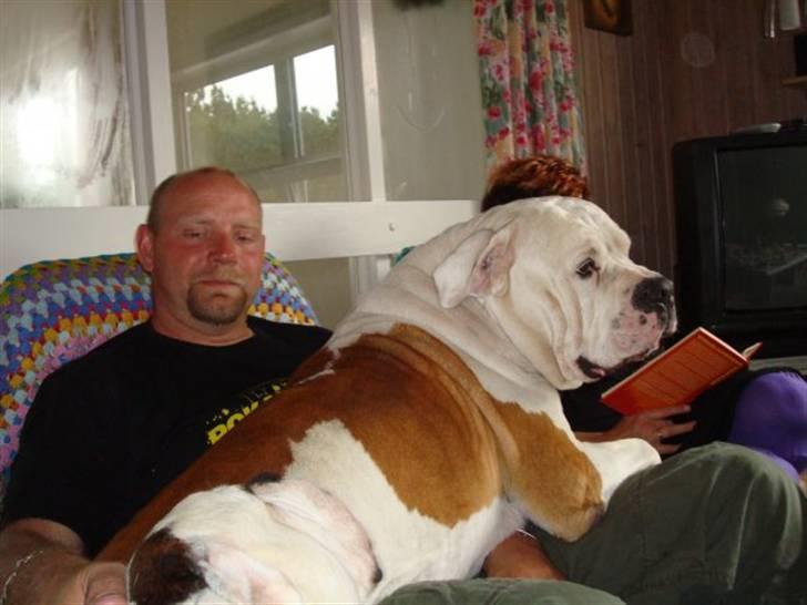 Amerikansk bulldog Kronjuul's Alexis (himmelhund(e)) - Som skrevet Bob tror han er en lille skødehund.  billede 4