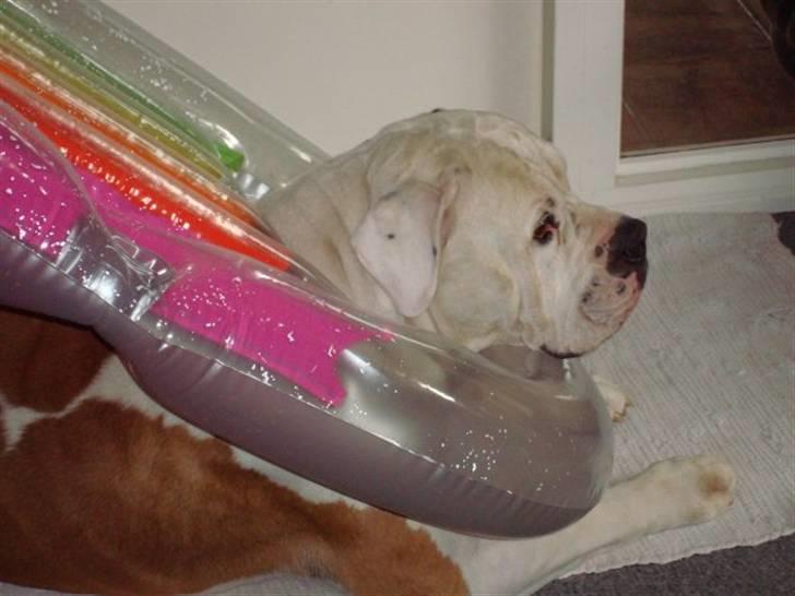 Amerikansk bulldog Kronjuul's Alexis (himmelhund(e)) - Bob er klar til at hoppe i poolen. billede 5